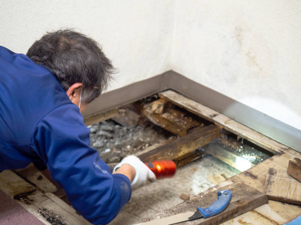 Certified Mold Removal in Isle Of Hope, GA