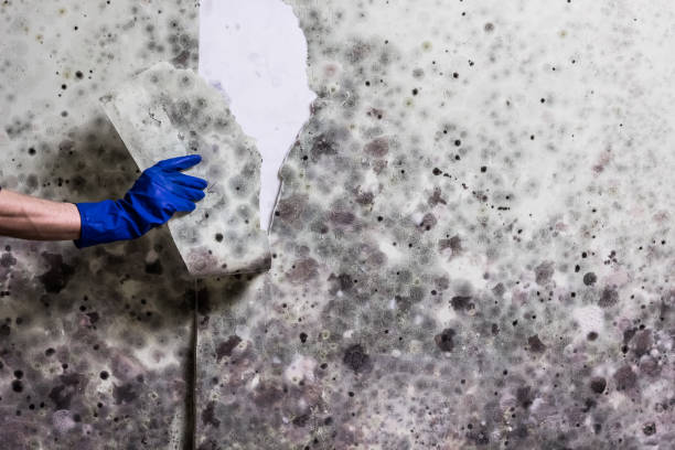 Best Certified Mold Removal  in Isle Of Hope, GA